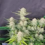 Насіння конопель APRICOT Auto від Fast Buds